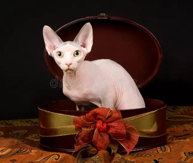 ✅У кошек есть инстинкт гнездования , который является ...
