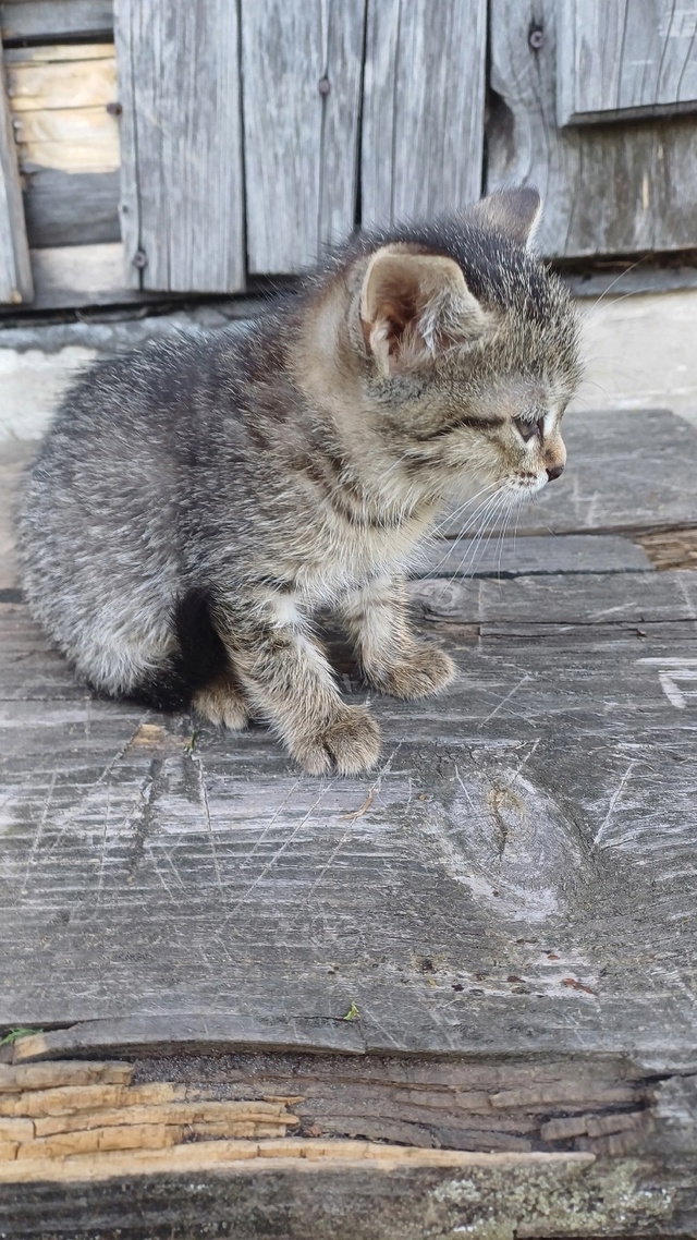 Добрый день! 5 котят ищут дом. От двух разных кошечек. Во...