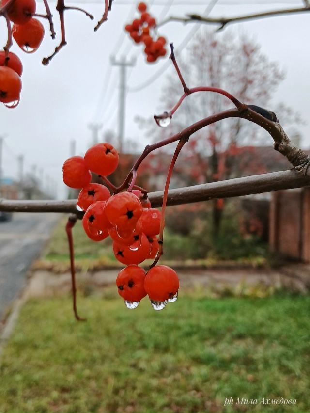 Осен, туманы в городе.
Последние краски осени.🎨
Тихо и...