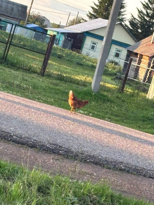 Чья курица на пересечении Майская Пугачева, заходит п?...