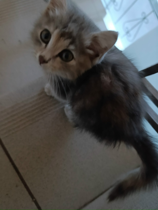 Котенок в здании почты 3 этаж, пристрой.