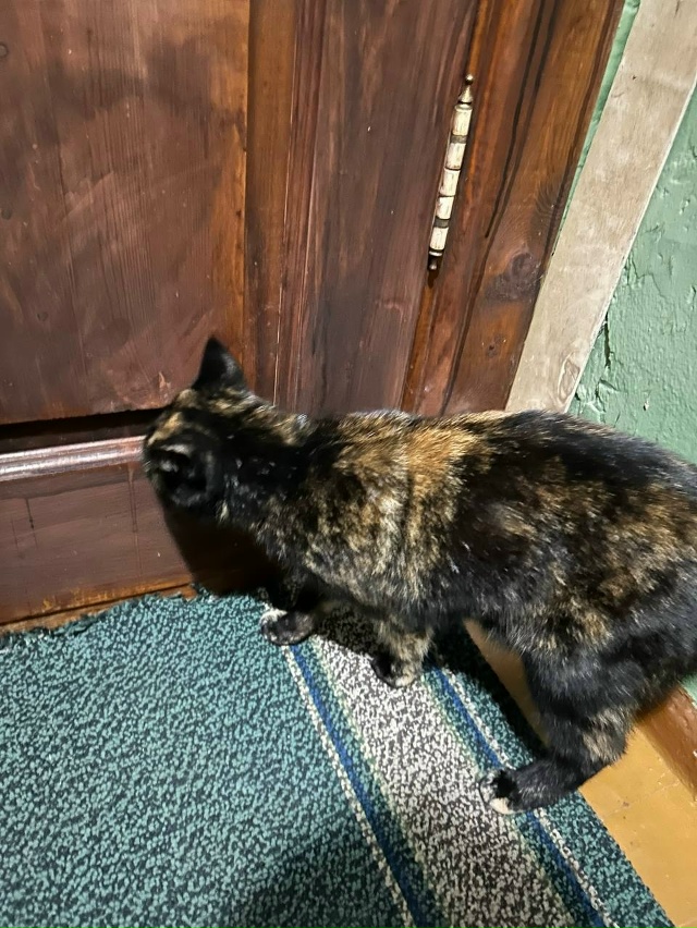 нашли кошку, сидит в подъезде, видно домашняя