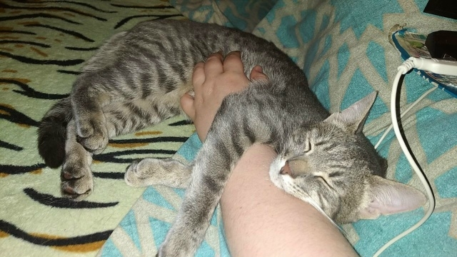 Вы верите в мИссию?💙🥺
Ощущение что этот котик прибы...