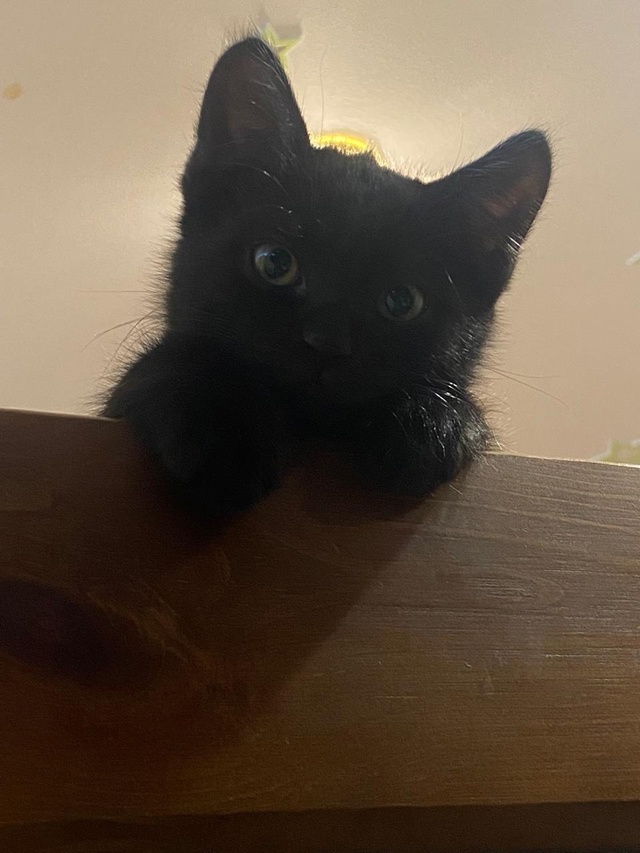 Пропал котенок, кот Бегемот, отзывается на имя Мотя. Пр?...