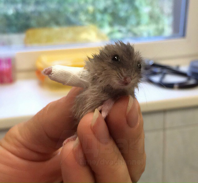 Милота дня: очень маленький хомячок сломал лапку, и кар...