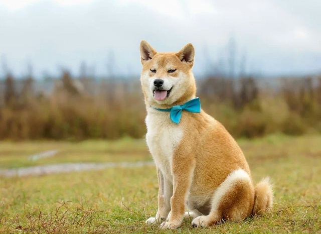Ищем любящий дом для Доума — очаровательного Сиба Ину ...