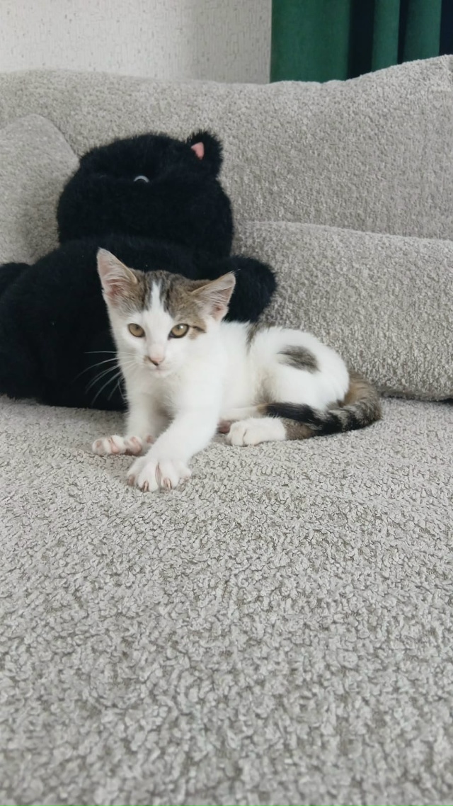 Несколько дней назад нам подбросили кошечку. Малышка с...