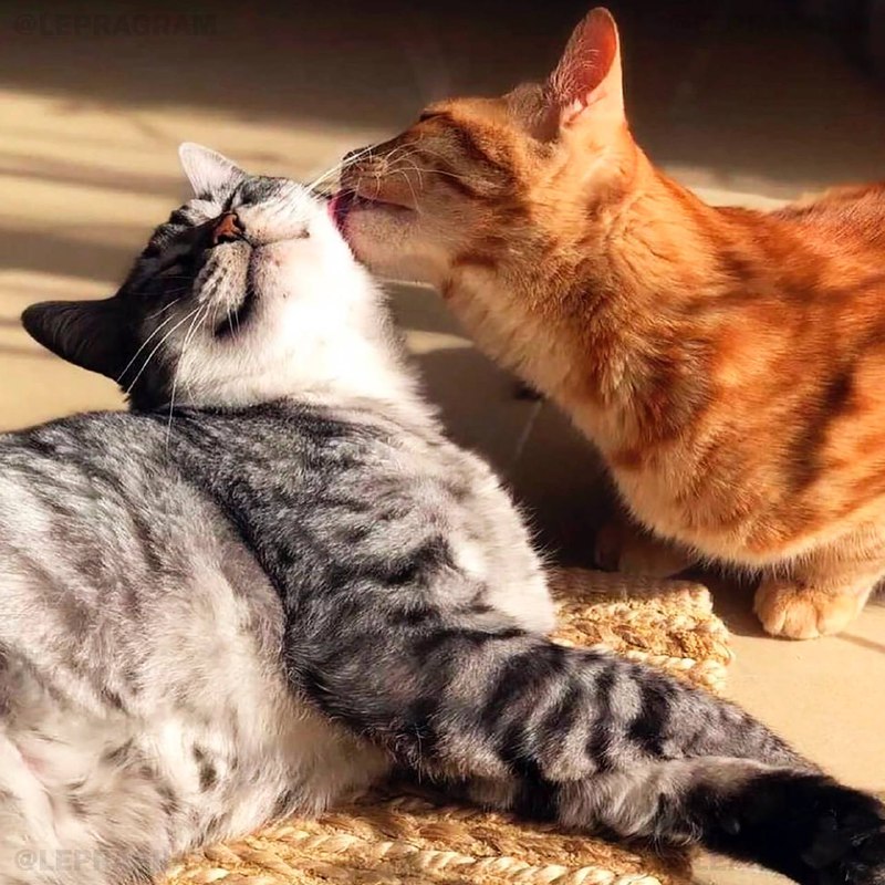 Сегодня отмечается Международный день нежности
Ты знаешь, кого нужно поздравить