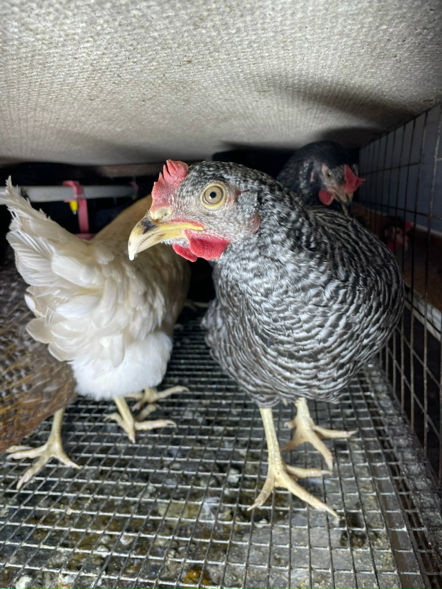 Мглинская птицефабрика !!!
29 октября в среду, с 10:00-11:30.
???...