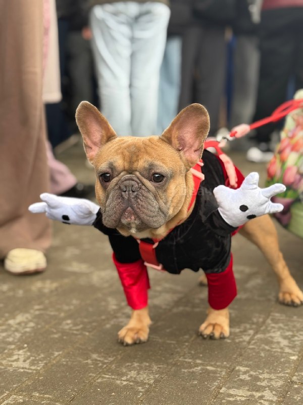Мимиметр зашкаливает: в Воронцовском парке Москвы устроили парад французских бульдогов.
Пёсики в на