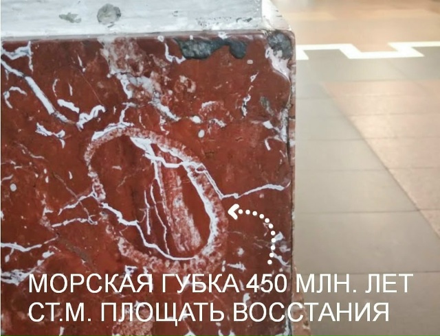 Трилобиты в Санкт-Петербурге Трилобиты — это небольш...