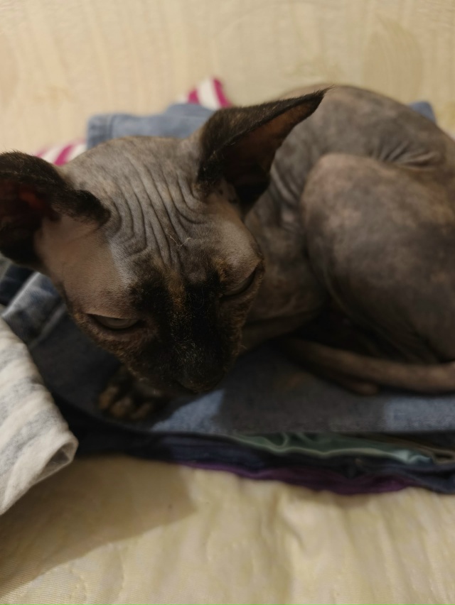 Сегодня утром забежала в квартиру (ул. Козлова), чья пот...