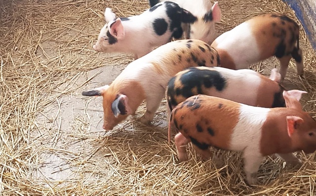 Продам поросят 89228245091