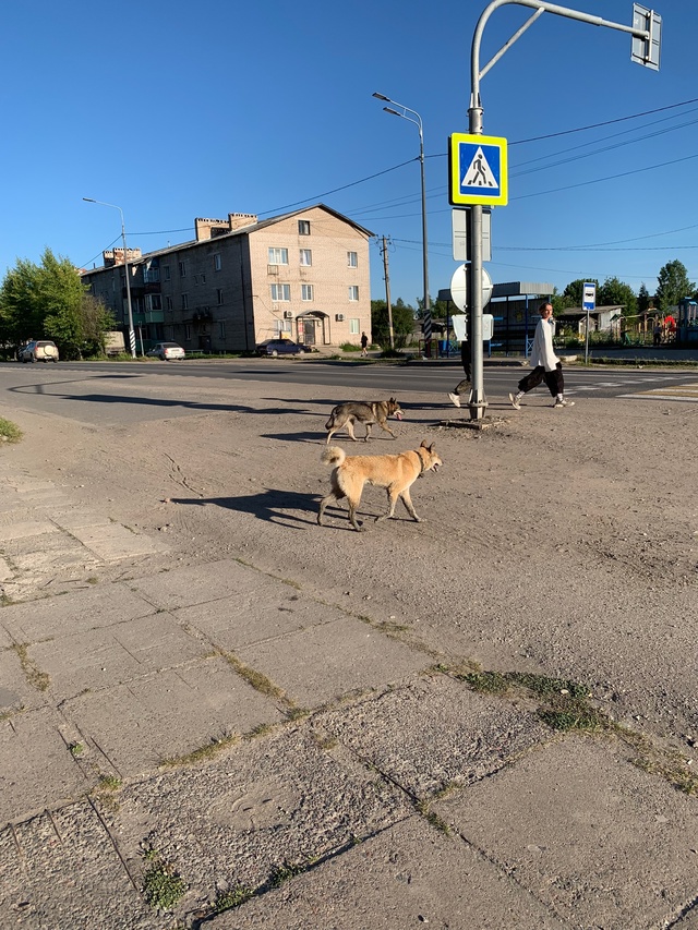 Уважаемые хозяева!! Чьи собаки? Бегают в районе ЦРБ, пр. ...