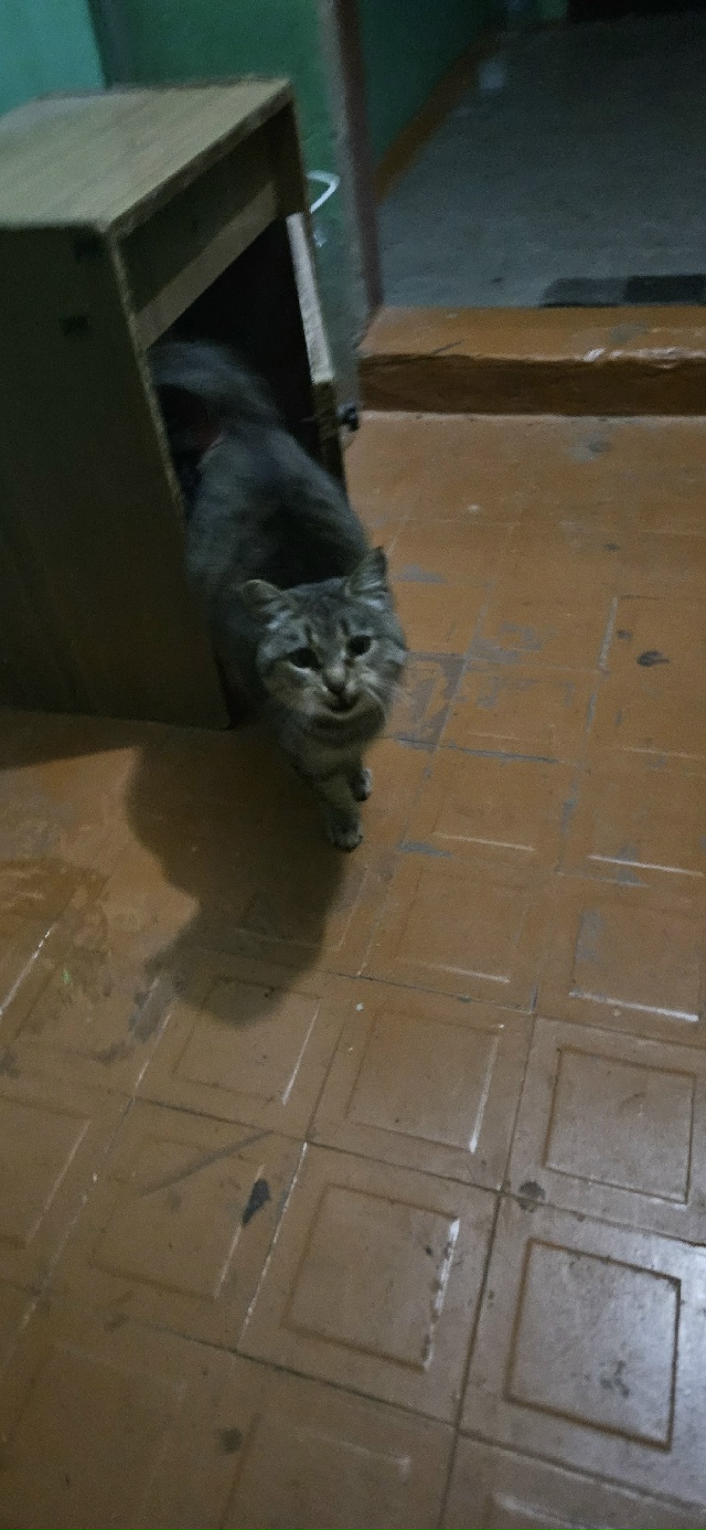 Доброго дня! Чья кошечка? Поселилась в подъезде на Воен...
