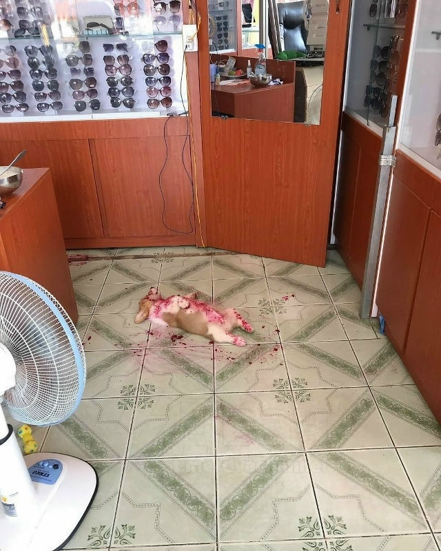 Что же ты наделал дурёха..
Не для слабонервных: в Интер?...