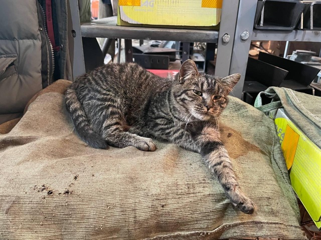 Гляньте, работяги, как прибалдел усатый прощелыга Миха...