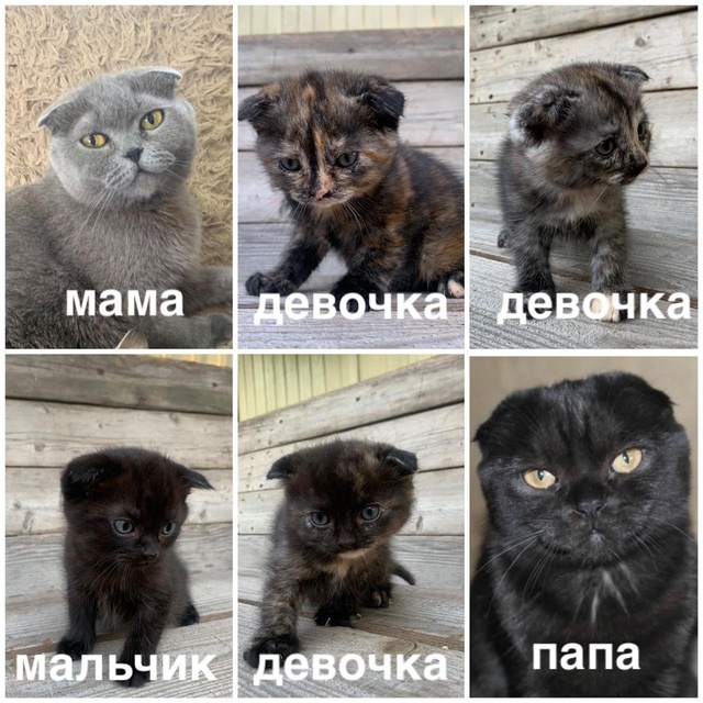 Бесплатно!!!
Вислоухие британцы(черепаховый окрас)ищут...