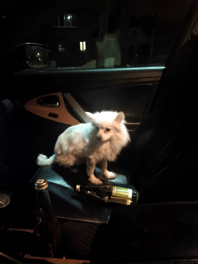 Добрый вечер,найдена собака шпиц в районе Ул.Осипенко,?...