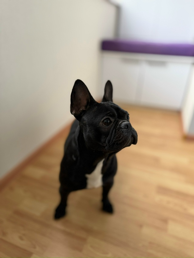 Чей француз? Отзовитесь. Бегал по Казакова. 89614095643