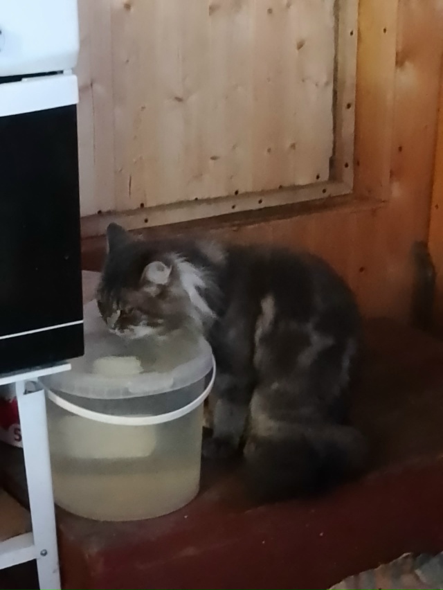 Водопой?
Не признает миску, с ведра вкуснее.