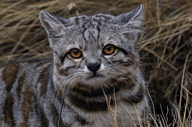 Это Андская кошка — один из самых редких и малоизученн...