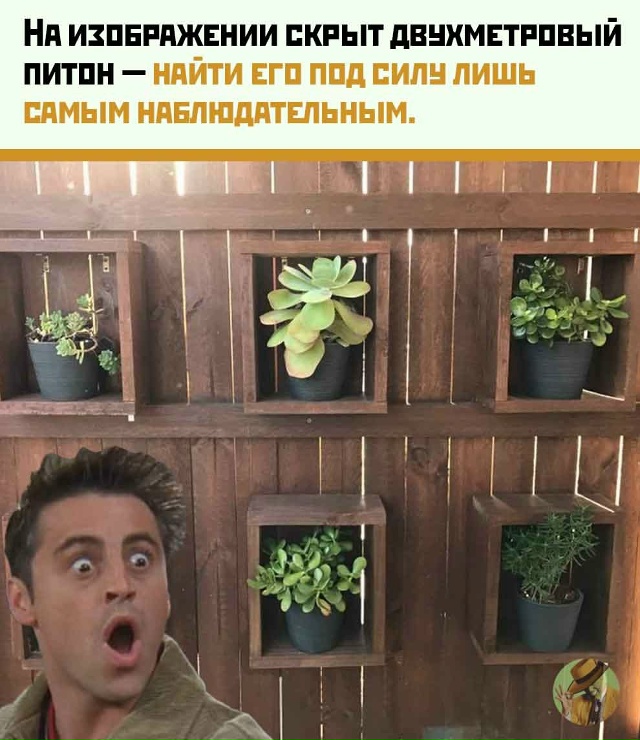 Двухметровый питон спрятался на фото — сможете его на?...