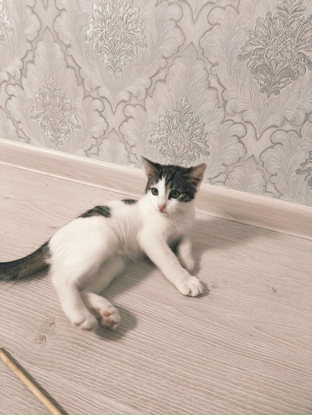 Отдам котят. Едят всё. К лотку приучены.