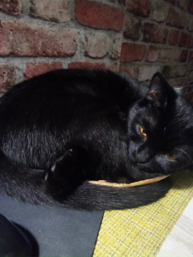 Трехлапый особенный Малевич скучает без друзей в вазе ...