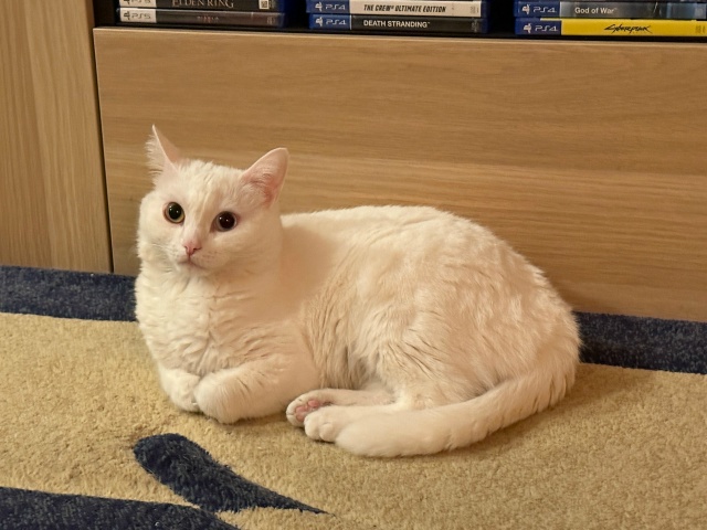 Чё-каво?
#КошкаСветлана