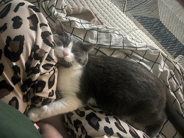 Мой поросеночек по кличке Сёмский