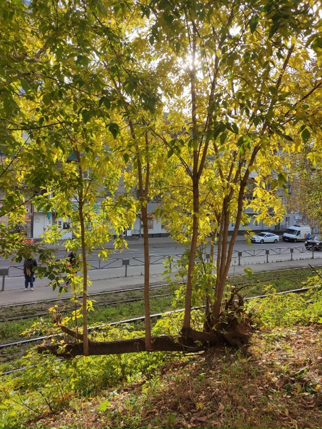 Интересно дерево растёт
Фото Александр Голубцов