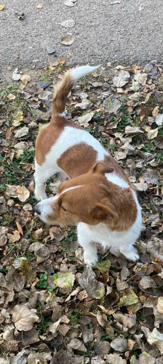 Пропала собака породы джек рассел. Убежала со двора в р...