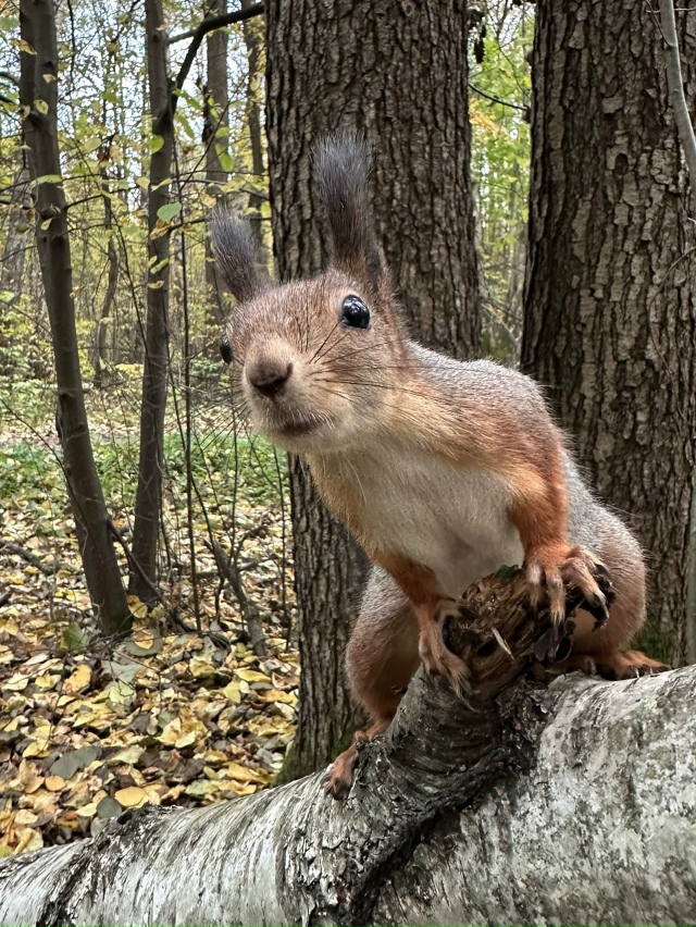 В петербургском Удельном парке прохожие сфотографиро?...