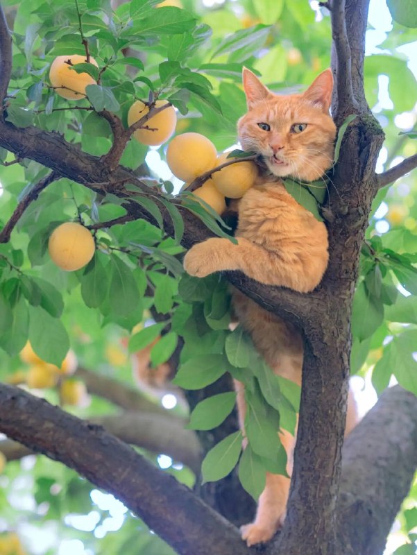Абрикосовый каннибализм