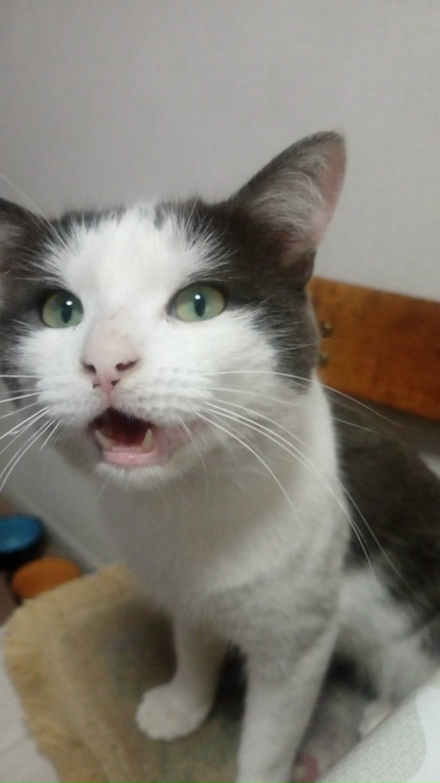 В районе Степняка пропал кот по кличке Кузя. Может кто-?...