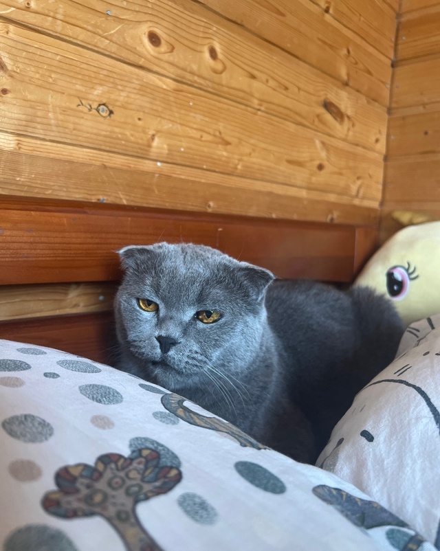 Пропали кошки мкр Южный, абсолютно домашние, на улицу н...