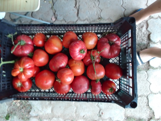 Продам помидоры по 80 рублей. Мясистые, вкусные. Телефон...