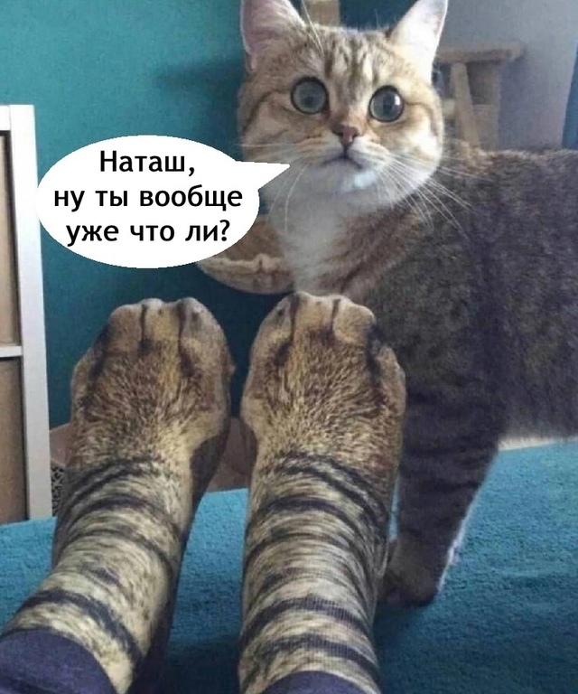 И в лоток ходить