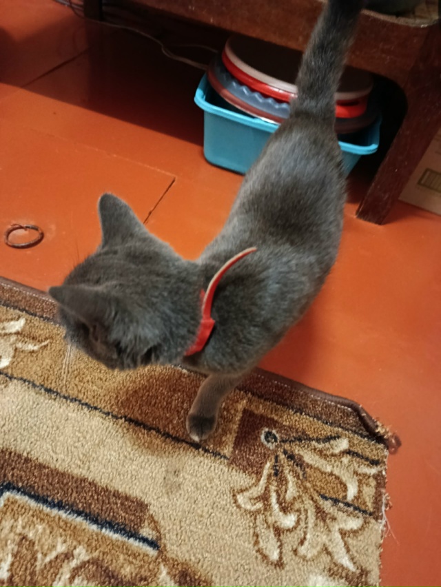 На Осипенко,бегает кошечка. Приютили на ночь