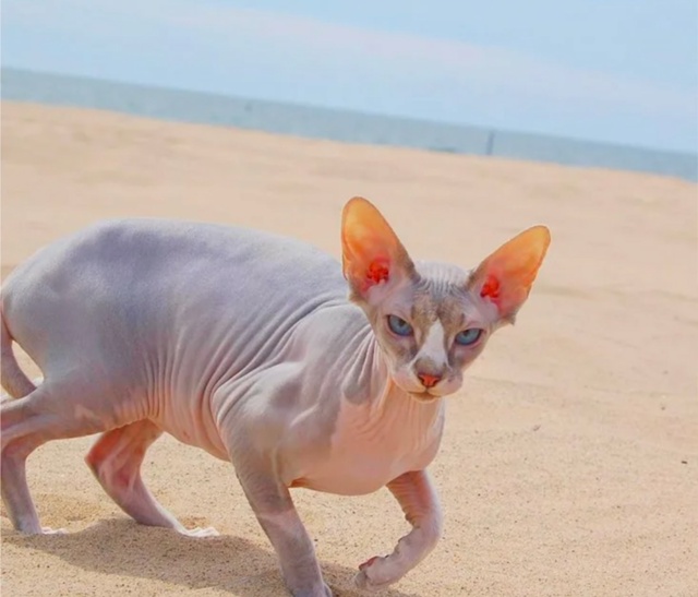 Как ваши любимцы 😸провели лето ?🌞😸