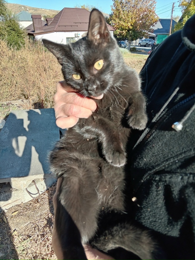 Красивый чёрный месячный котик, будет большим, мускули...