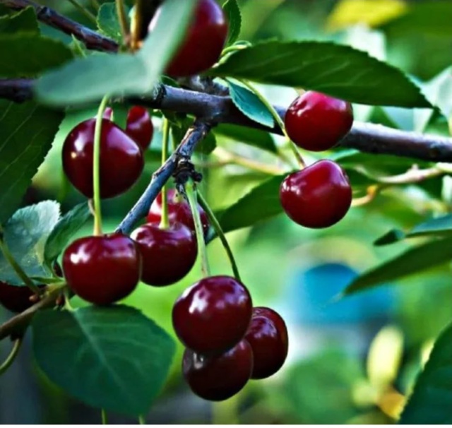 Продам домашнюю спелую и сладкую🍒 вишню🍒, недорого. ?...