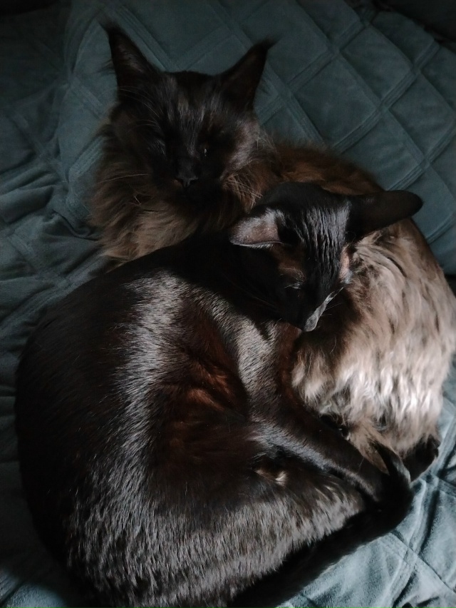 Лексус и Хаммер Ольговичи приветствуют всех 🤗🖤🖤