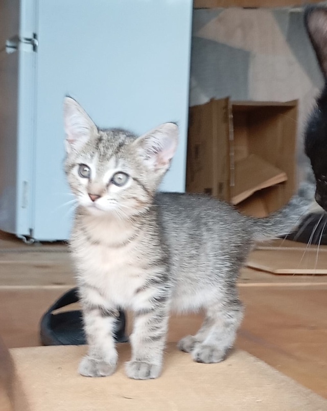 Трое котят, 2,5 месяца в Можайске
Дымчатая девочка и мал...
