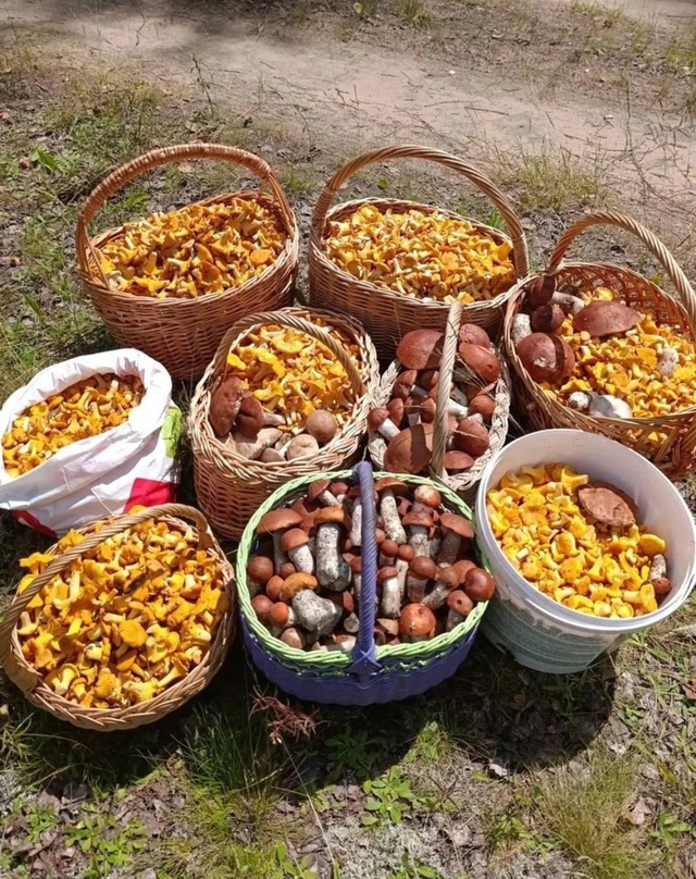 Кто уже ходил за грибами? Хвастайтесь находками и где в...