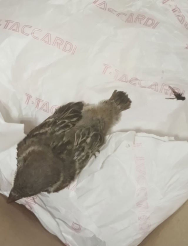 Нашли птенца желторотика на дороге. Гнезда рядом не на?...