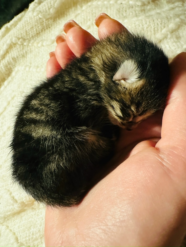 Добрый час. Может у кого-то есть кормящая кошка. Котята?...
