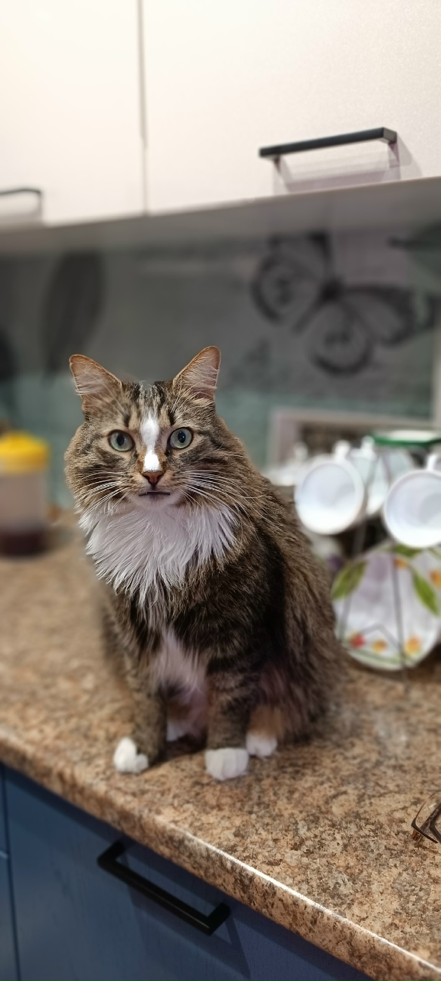 Пропал кот район Минватного, может быть кто видел