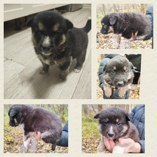 Добрый день всем! Очень нужна 🙏 ваша помощь , для прист...